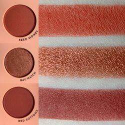Main Squeeze Palette Swatches and Photo